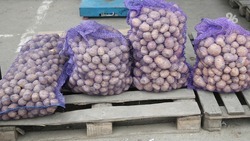 На 18% больше картофеля, чем годом ранее, собрали на Ставрополье