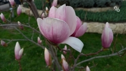 Магнолия в Пятигорске стала популярной у туристов и жителей