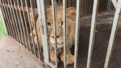 Изъятого на Ставрополье льва доставят в Симферопольский зооуголок