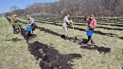 В Предгорье на площади 8,5 га высадили крымскую сосну