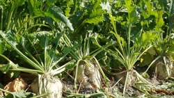 Аграрии Ставрополья начали сбор урожая сахарной свёклы
