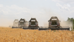 На Ставрополье собрали 396,3 тыс. тонн озимого ячменя