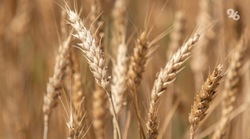 Допфинансирование на выращивание зерновых культур получат аграрии Ставрополья