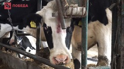 «Тонны корма и витаминов»: как проходит зимовка скота на Ставрополье