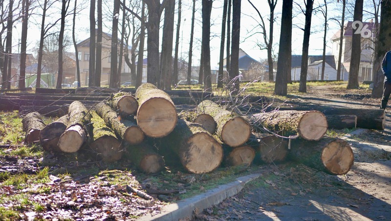 Прокуратура внесла представление мэру Ставрополя из-за вырубки деревьев в «Дубовой роще»