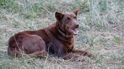 14 собак стерилизовали и вернули на улицы Кочубеевского округа Ставрополья