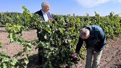 Ставропольские виноградари обменялись опытом с коллегами из ЛНР
