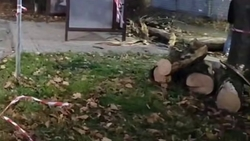 Сильный ветер в Ессентуках повалил дерево 