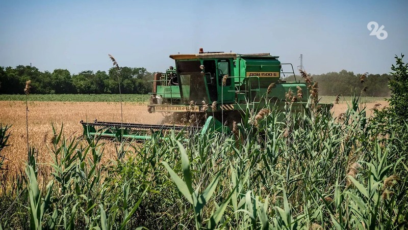 Ставропольское предприятие производит около 14 тысяч тонн семян