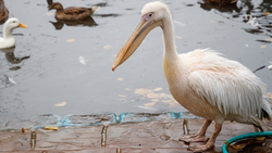 Пеликан, объявившийся в Махачкале в непогоду, сбежал от своих спасителей