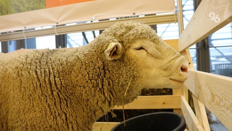 Племенную овцеводческую ферму почти на 2 тыс. голов построят на Ставрополье