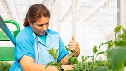 500 плодов с одного куста: как на Ставрополье выращивают тепличные огурцы 