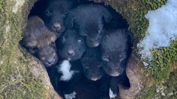Зоозащитники Железноводска вновь отнесли спасённых щенков в дупло, где их и нашли