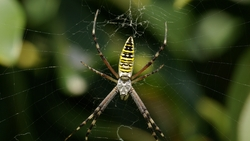 Паука-осу всё чаще можно встретить в городах Ставрополья