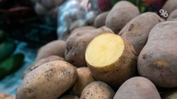 Около 1 700 тонн картофеля собрали аграрии Новоалександровского округа