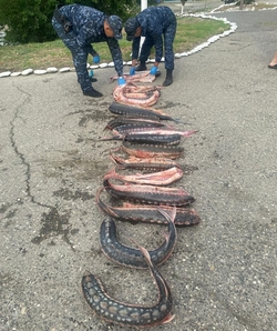 Краснокнижных осетров и севрюгу на 100 кг пытались вывезти из Дагестана