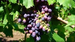 Казачьи вина привлекают энотуристов на Ставрополье