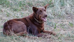 Бесплатную стерилизацию собак проводят в 30 ветклиниках Ставрополья