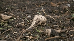 Пропашные культуры на Ставрополье убрали со 153 тыс. га