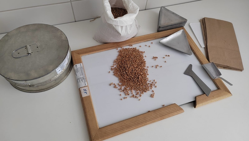 Более 389 тыс. тонн озимых семян планируют проверить на Ставрополье