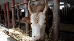 22 ставропольца за неделю обратились к медикам после укусов клещей