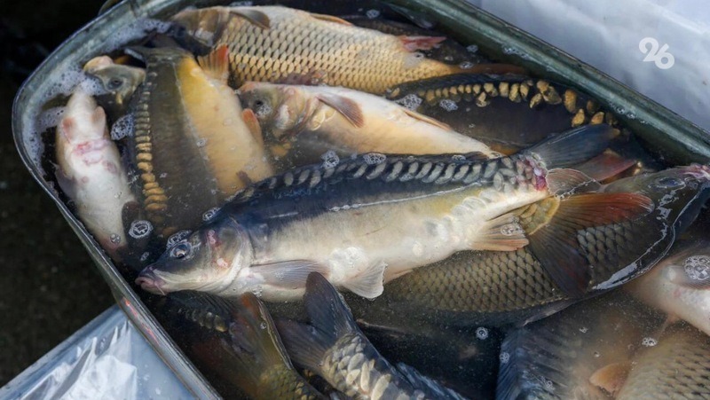 На развитие рыбоводства на Ставрополье выделили свыше 21 млн рублей