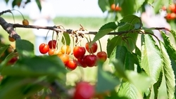 Красная, розовая, жёлтая и всегда — очень вкусная: восемь сортов черешни выращивает предприятие в Кочубеевском округе