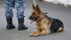 В кисловодском санатории «Плаза» не нашли взрывных устройств