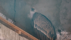 Грифа, неделю просидевшего в яме без пищи, спасли в Ингушетии