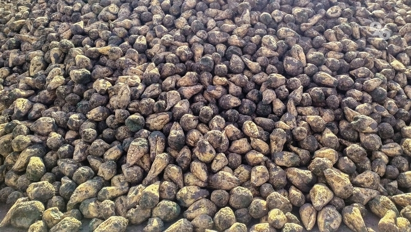 Производство сахарной свёклы увеличилось на 13% в Ставропольском крае