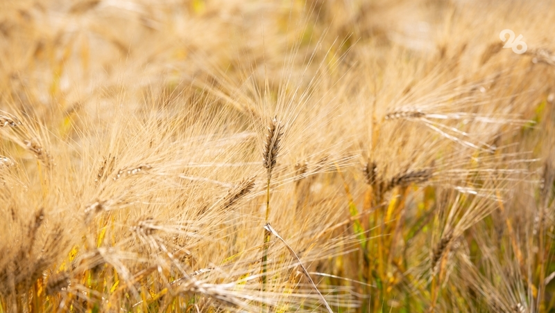 Товарооборот между Ставропольем и Белоруссией за год вырос на 130%