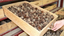 54,5 кг семян лесных культур заготовили на Ставрополье