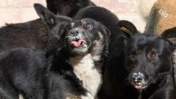 Стая собак покусала подростка в городском парке Минеральных Вод