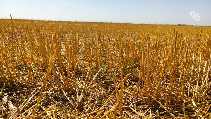 Россельхознадзор: Часть пожаров на полях Ставрополья устраивают аграрии