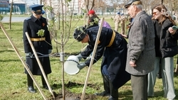 «Сад памяти» и «Тополь Победы»: патриотические акции в Невинномысске объединили сотни горожан