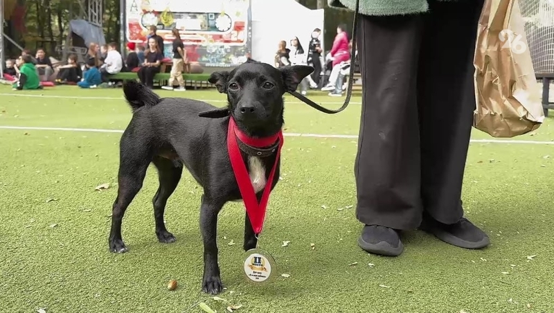 Победителей дог-шоу «‎Я и моя собака» определили в Ставрополе 