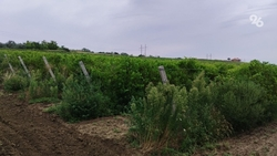 На Ставрополье создадут платформу для развития энотуризма