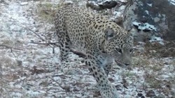 Самец редкого подвида леопарда облюбовал заповедник в Дагестане
