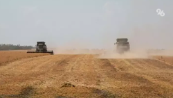 135 млн т зерновых планируют собрать российские аграрии 