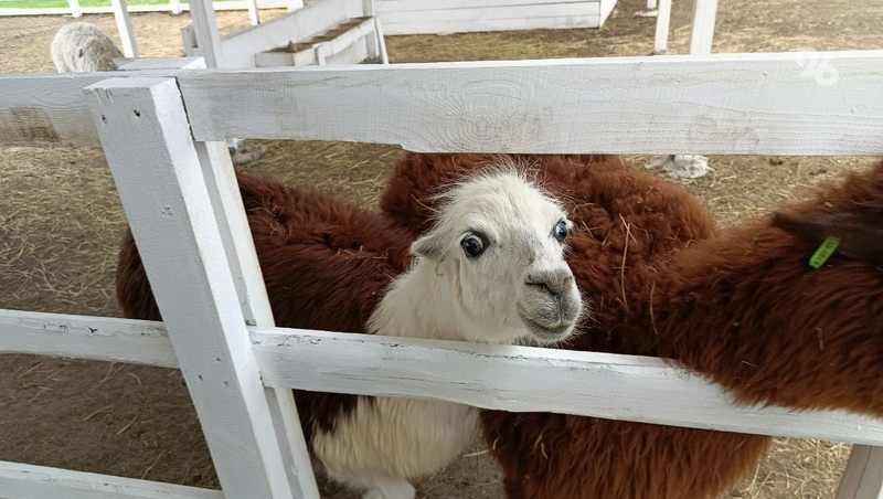На Ставрополье хотят провести эксперимент по агротуризму с участием альпак
