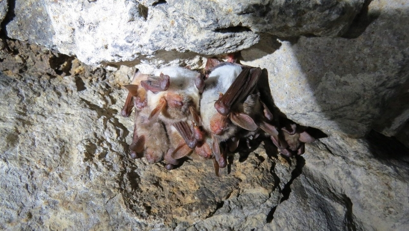 Число редких летучих мышей сократилось на Ставрополье в 2,4 раза из-за туристов