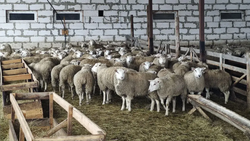 Аграрии Ставрополья запасли более 2 млн тонн кормов для зимовки скота