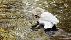 Перелётные лебеди облюбовали озеро Буйвола на Ставрополье