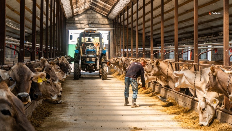 Фермеры Ставрополья успешно развивают молочное животноводство благодаря гранту и господдержке 