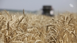 Глава Ставрополья о рекордном урожае-2025: «Не сомневаюсь, что мы можем лучше»