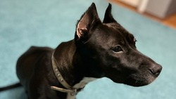 Собака Джина из зоны СВО ищет нового хозяина на Ставрополье