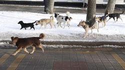 Прокуратура обязала администрацию Александровского округа создать приют для животных