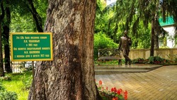 Кисловодская ель лидирует в конкурсе «Дерево года — 2022»
