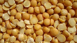 На Ставрополье выполнили 65% от плана по севу гороха