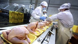 Ставрополье экспортировало курятины на 135 млн долларов